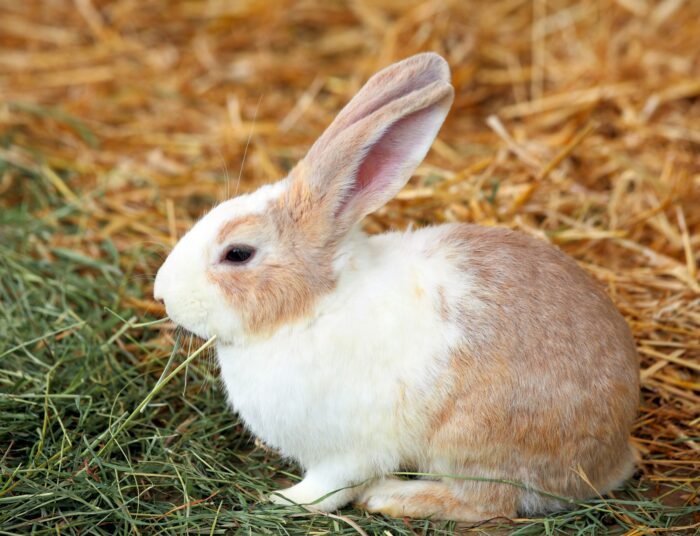 rabbit on grass